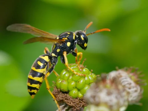 Destruction nids de guêpes et frelons