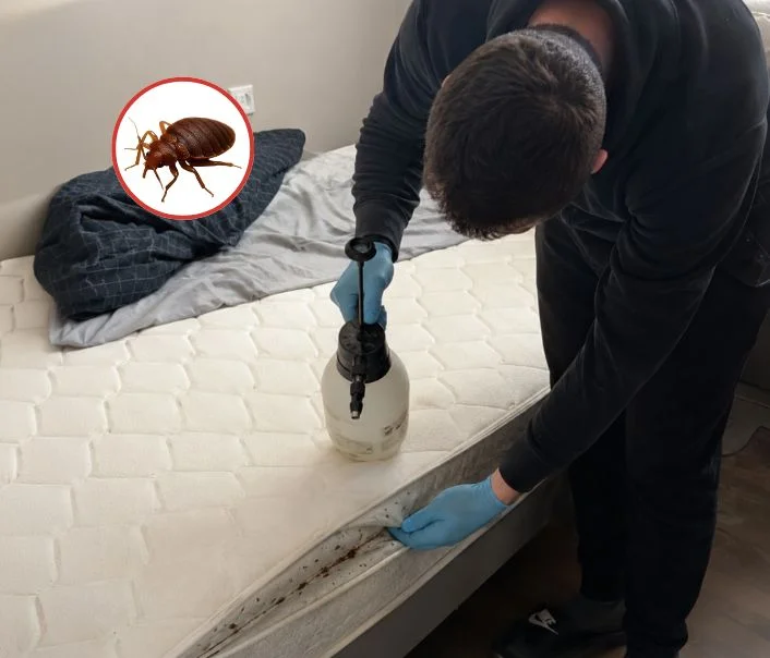 Technicien traitant un matelas contre les punaises de lit à Bagneux